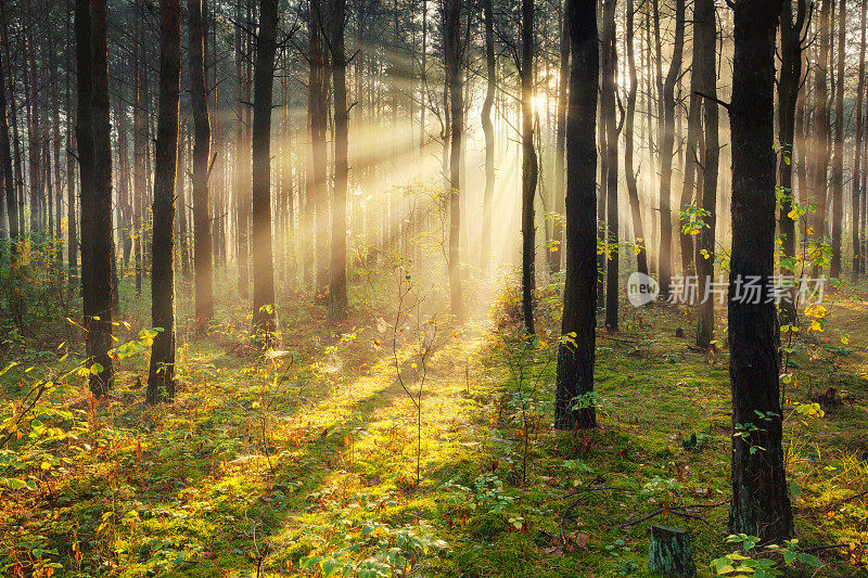 早晨的阳光穿透森林- XXXL HDR图像
